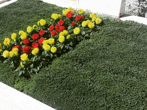 Bakımlı mezar ve mevsim çiçekleri